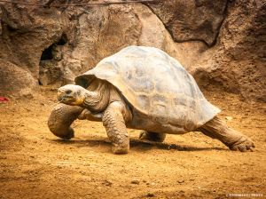 1306_Tenerife 2013-264.jpg